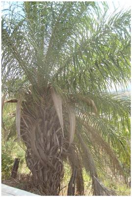 Use of the Coyol Palm (Acrocomia aculeata) for the Production of “Taberna,” a Traditional Fermented Beverage in México